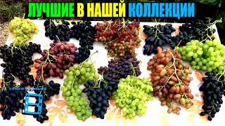 ЛУЧШИЕ СОРТА ВИНОГРАДА НА НАШЕМ ВИНОГРАДНИКЕ. СЕВЕРНЫЙ ВИНОГРАДНИК 24-01