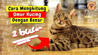 UMUR KUCING SAMPAI BERAPA TAHUN SIH ? CARA MENGETAHUI USIA KUCING & CARA MENGHITUNG UMUR KUCING