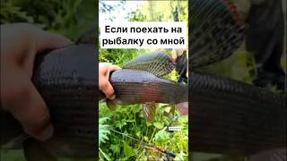 БОМБА Шикарный шикардос или чай  #edhunter14 #fish #рыбалка #nature #wildlife #саха #якутия #hunting