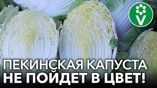 3 СЕКРЕТА ВЫРАЩИВАНИЯ ПЕКИНСКОЙ КАПУСТЫ, которые гарантируют крупные кочаны!