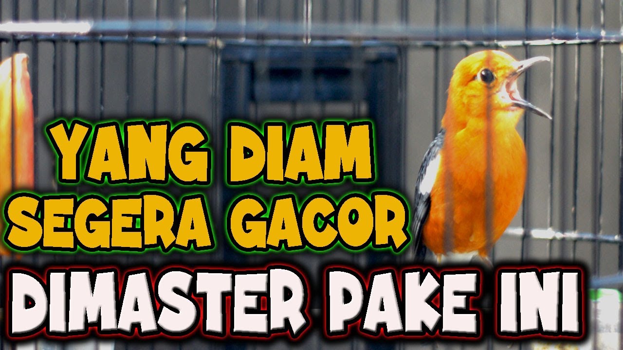 🔴 ANIS MERAH PASTI LEKAS GACOR DENGAR INI, ANIS MERAH GACOR PANCINGAN ANIS MERAH BIAR BUNYI 🔥🔥