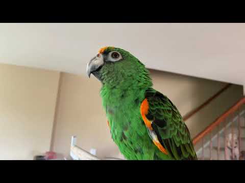 Video: Sõjaväe Macaw