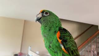 Some Of The Noises And Things Leo The Jardine’s Parrot Does