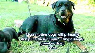 Watch How This Rottweiler Mother Disciplines Her Puppies