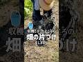 収穫しきったところの畑の片づけをしていくばあちゃん #shorts