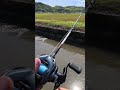 Japanese Catfish💥 #fishing #catfish