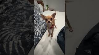 Download Lagu Chichies! Lulu, Leah and Zippy ❤️ MP3