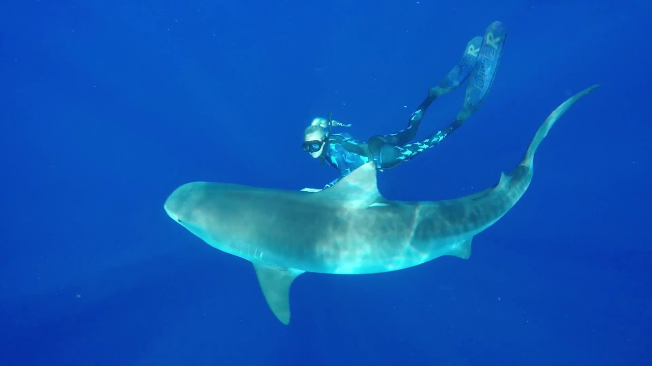 Man-Eating Monsters? || Perceptions of Sharks