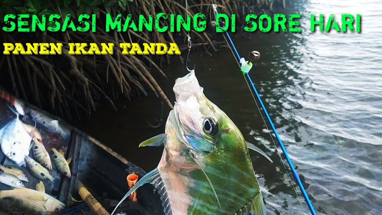 MANCING IKAN TANDA TANDA, UMPAN PUNPUN, DI SUNGAI MANGROVE, AIR PAYAU
