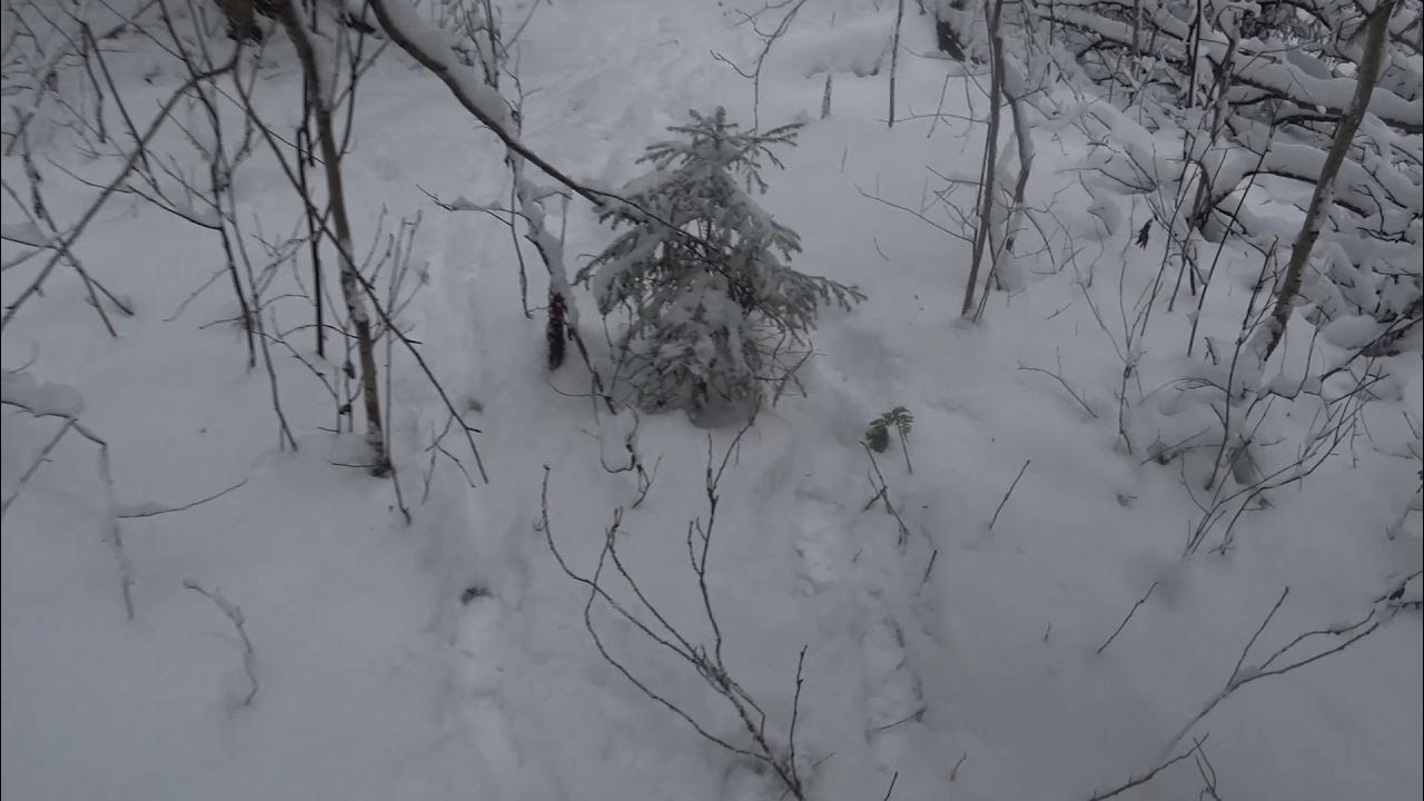 охота на зайца с гончими 2022