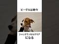 ビーグル犬あるある