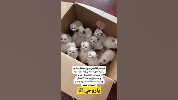 قطط تبني غير متوفر حاليا 
