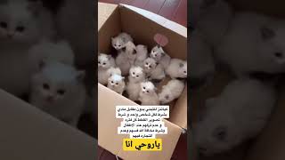 قطط #تبني..غير متوفر حاليا