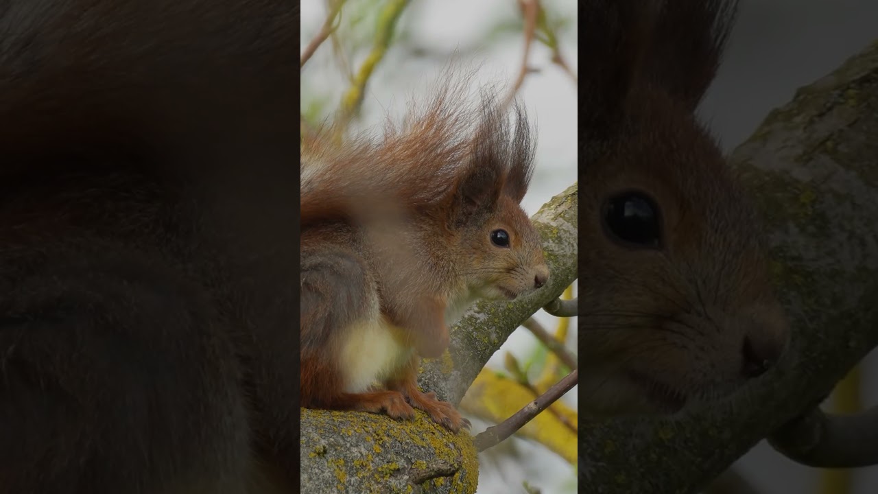 Sony A6700 and Sony E G OSS 70-350 mm lens #birdwatching #birds #naturelovers