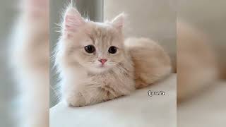 en sevimli kedilerin videoları | collection of cute cat videos