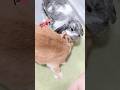 大好きすぎるうさぎのカップル #shorts  #rabbit