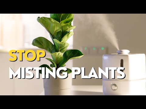 Video: He althy Indoor Environment - Pinakamahusay na Klima sa Indoor para sa mga Houseplant