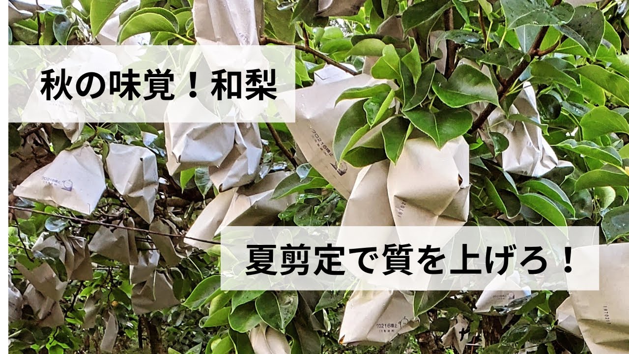 梨の夏剪定についてのお話