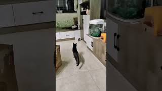 Funny Pets | 2024😂 Funny Dogs And Funny Cats Videos 🐱 🐕 😄 #72