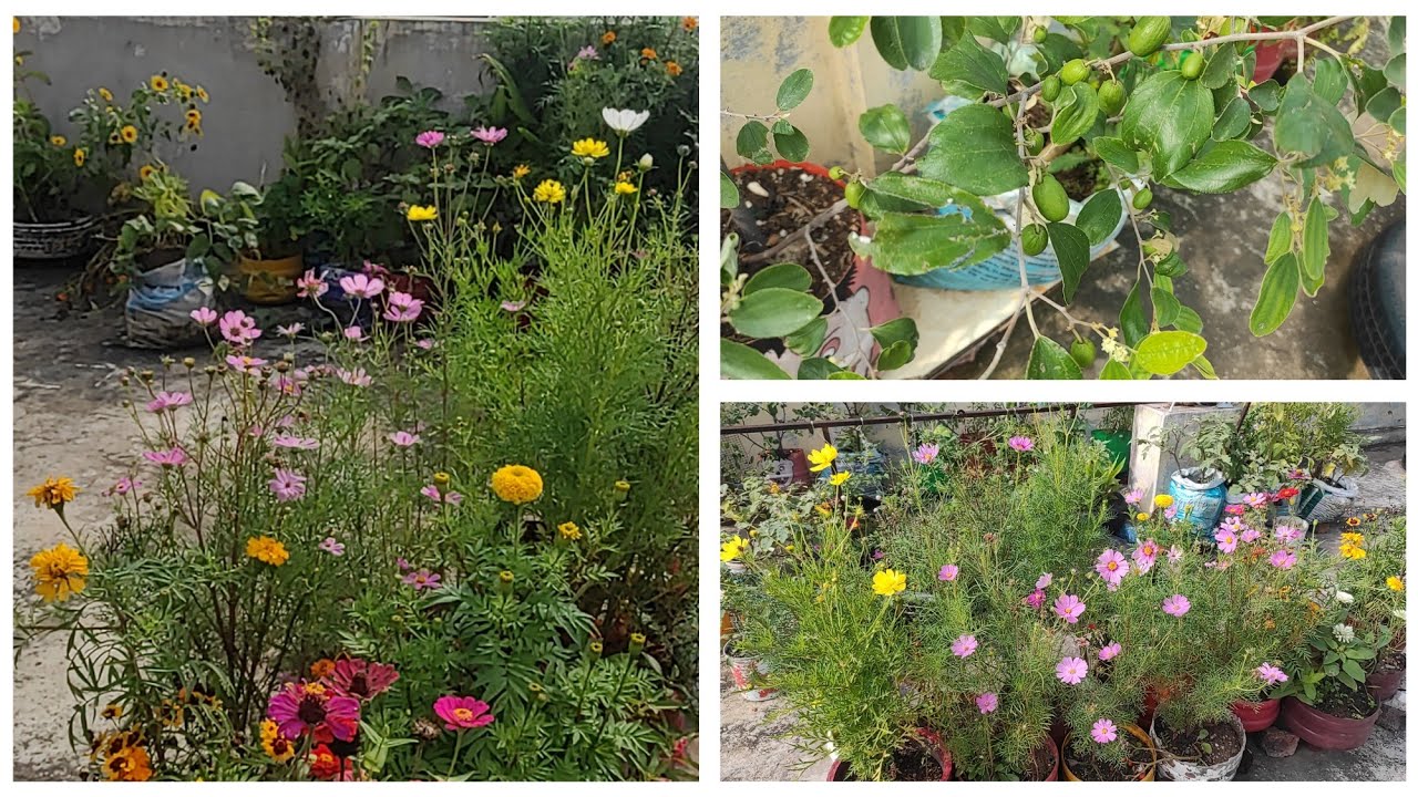 after rain my terrace garden