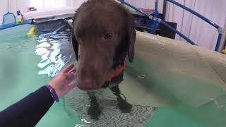 Wesley Lab x Pointer Update