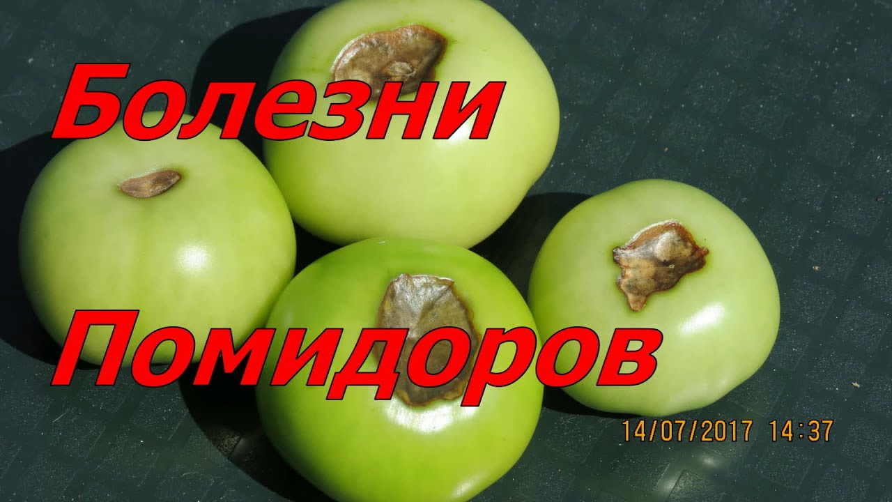 Почему приоры быстро гниют Почему приоры быстро гниют