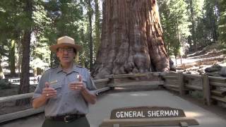 The General Sherman Tree - Sequoia National Park