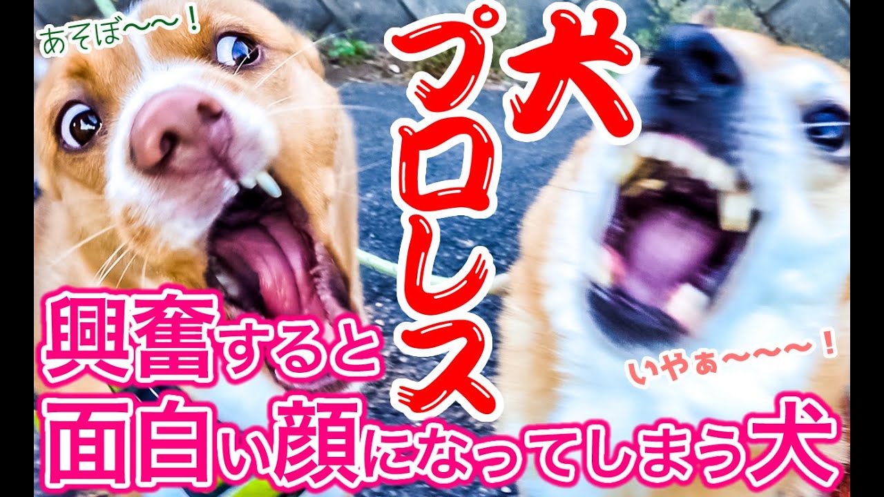 犬プロレスがうれしすぎて興奮すると面白い顔になってしまう犬 スーパースロー Youtube 犬プロレスがうれしすぎて興奮すると面白い顔になってしまう犬 スーパースロー Youtube