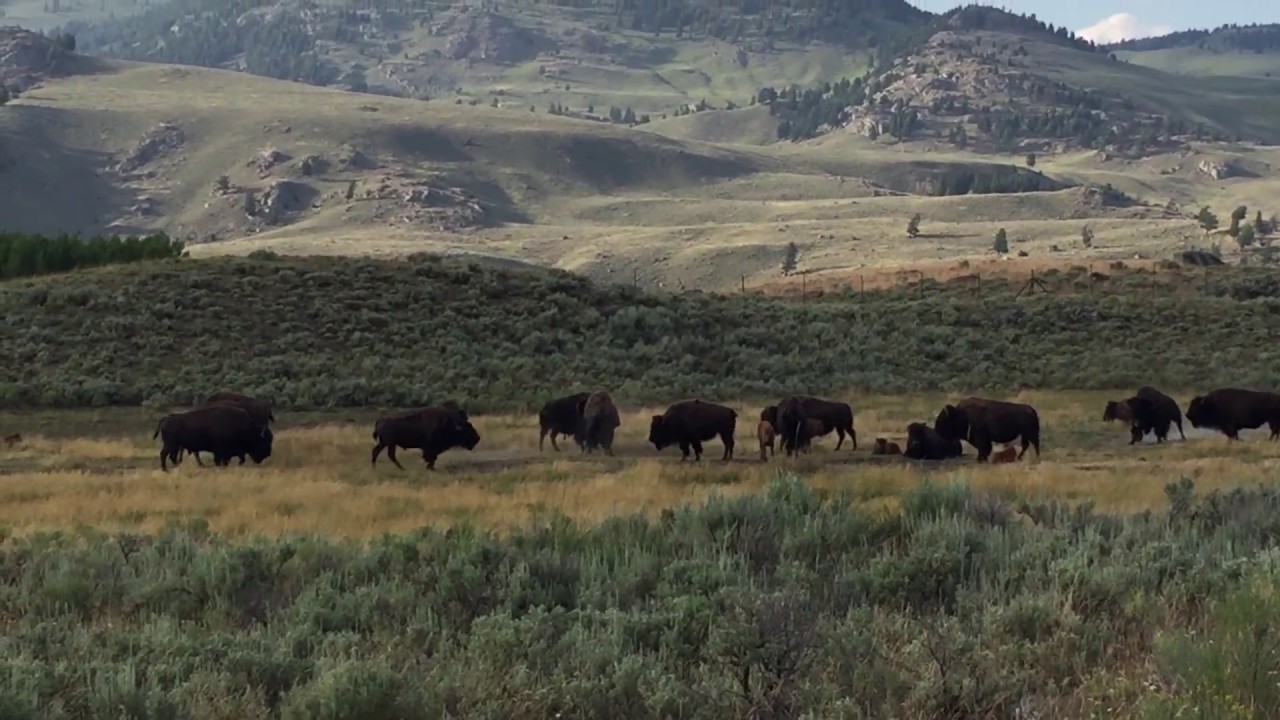 Yellowstone Lamar Valley Playful Grunting Buffalo YouTube