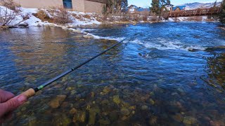 Blue River Urban Fly Fishing Colorado! ( Day 4 Winter Road Trip )