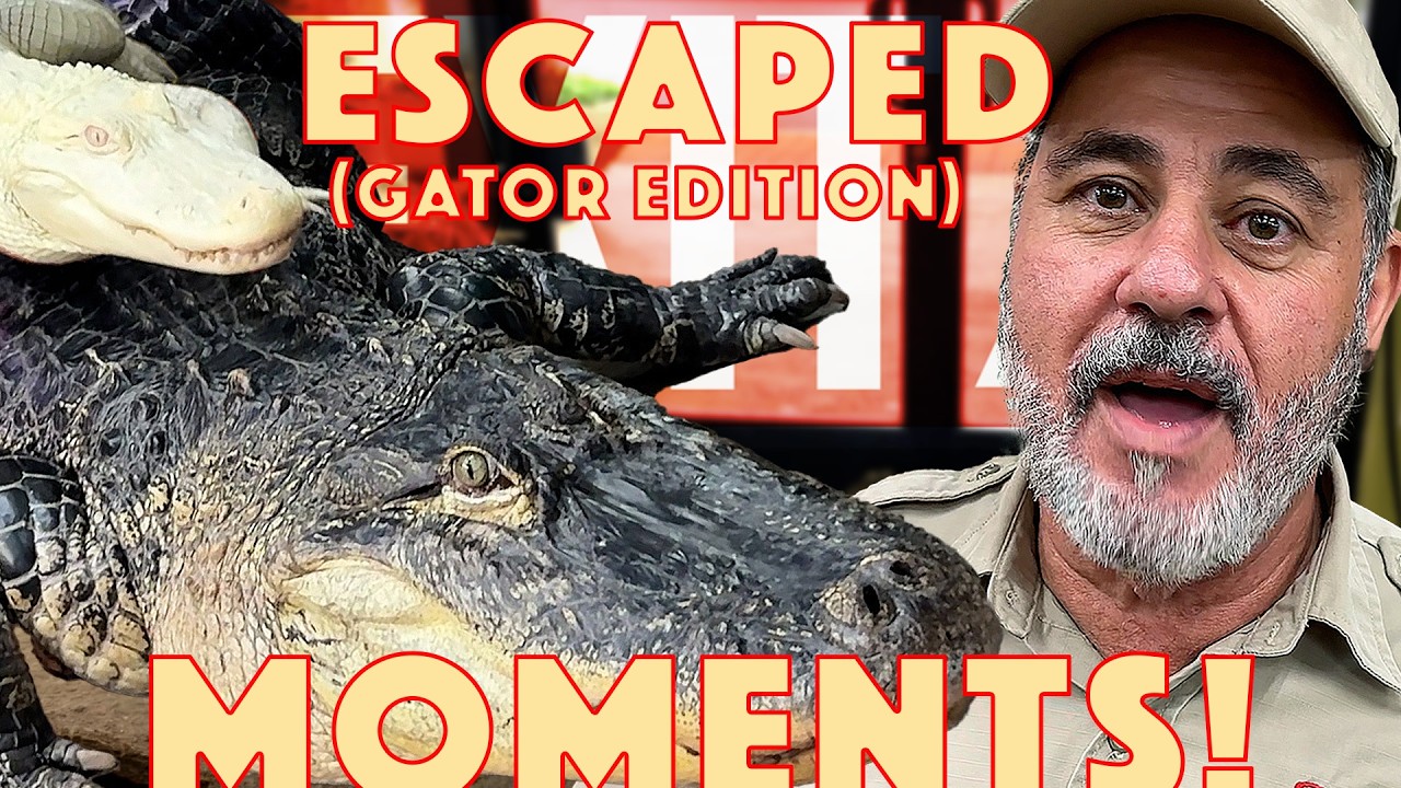 Darth Gator Gets Out😳