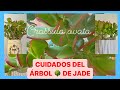 estas hermosas plantas valen mucho oro tip’s para el árbol de Jade