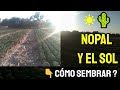 💚🌵NOPAL respecto al SOL - Qué dirección es la CORRECTA❓