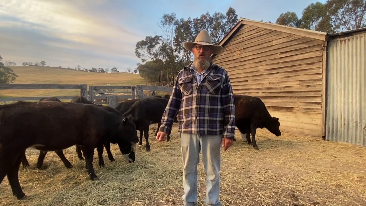 New Store Cattle On The Farm - Homestead Aus