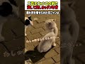 【衝撃の笑劇】二匹のニャンコの前で決して出しちゃダメな音!?　#猫 #ねこ #ニャンコ #猫動画 #喧嘩 #カワイイ #面白い #面白動画 #shorts #猫のいる暮らし #衝撃映像