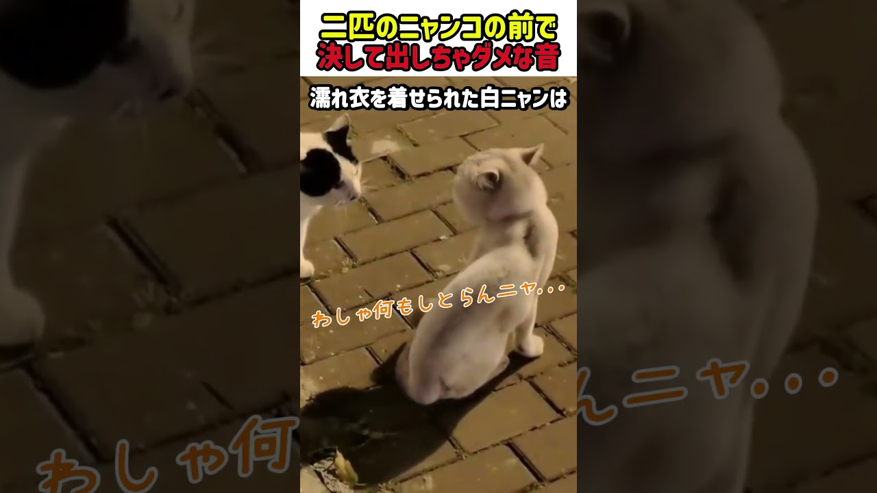 【衝撃の笑劇】二匹のニャンコの前で決して出しちゃダメな音!?　#猫 #ねこ #ニャンコ #猫動画 #喧嘩 #カワイイ #面白い #面白動画 #shorts #猫のいる暮らし #衝撃映像