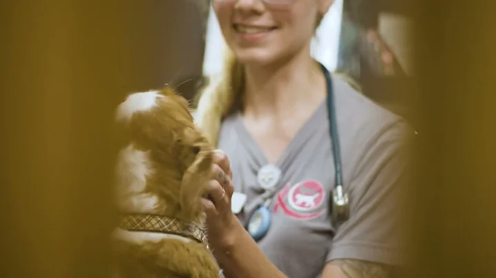 Vetscan Imagyst®: AI-powered Innovation