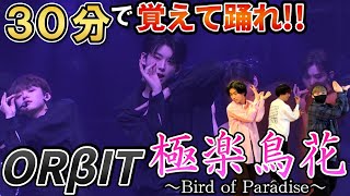 極楽鳥花 Bird Of Paradise 歌詞 Orbit ふりがな付 歌詞検索サイト Utaten