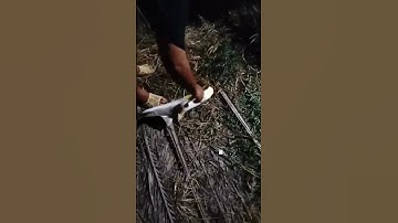 #Shorts Báo cá tra năm 2024 clip 27 - Hồ Câu Vườn Dừa ấp Ngã Tư, xã Nhuận Đức, huyện Củ Chi, TP HCM