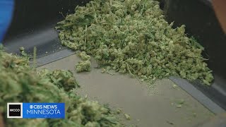 Cannabis officials want Minnesota legislature to consider temporary licenses