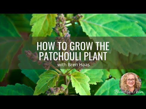 Video: Patchouli plantepleje - tips til dyrkning af patchouliplanter