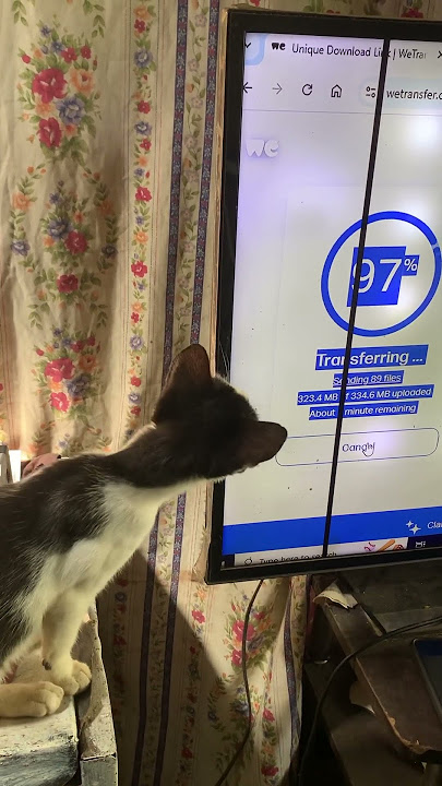 අපේ කලු ලොකු වැඩක්😱බලන්නකෝ කරන දේ😂#youtube #youtubeshorts #cat #lovequotes