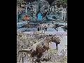 Indominus Rex vs Vastatosaurus Rex #jurassicworld #battle #edit
