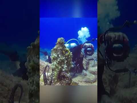 Unbelievable Octopus Intelligence