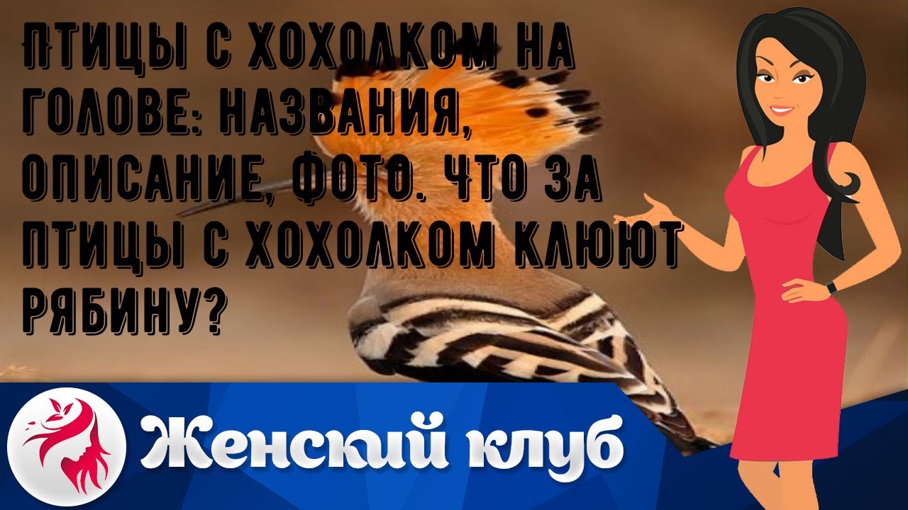 Птицы с хохолком на голове: названия, описание, фото. Что за птицы с хохолком клюют рябину?