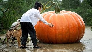 Part 53 - A Girl Alone Surviving In The Forest The Giant Pumpkin In The Rainforest
