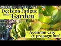 Garden Decision Fatigue! + Aeonium Care &amp; Propagation