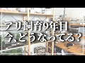 飼育中のアリ、どうなった？【9年目アリ飼育者の現状】