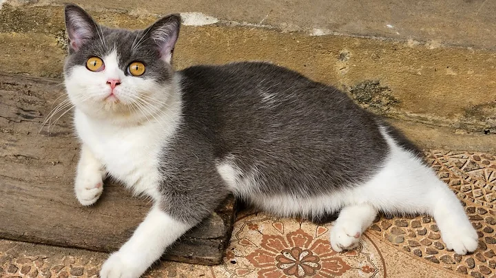 Video 11751101: kitten pets funnycats catlover, cats compilation, dog compilation, funnycats happy, talking, funny cat