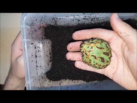 Video: Frog Care 101: Cosa Devi Sapere Prima Di Prendere Una Rana